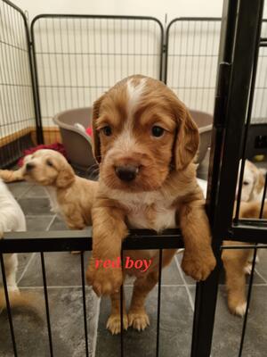 Red boy available