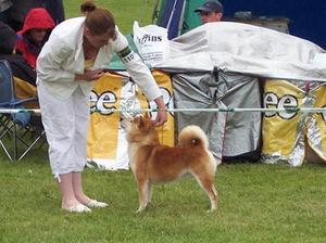 Showing in Ireland