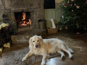 Maisie the fire hogger