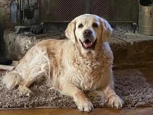 The Matriarch & Queen of Evergolden