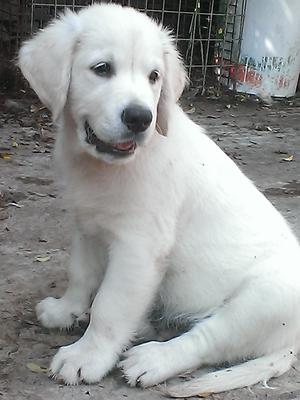 Mr Black boy