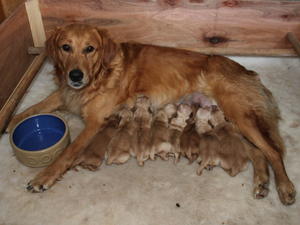 Cleo with her Puppies
