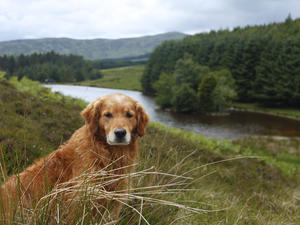 Benson in Scotland 2018