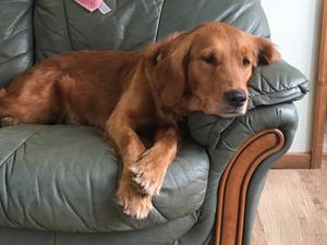 Keeper Pandapaws Elsie