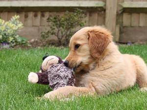 A Photo of Cleo at 8 weeks old