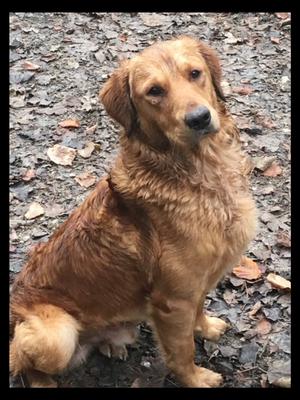 Dad (Ebble) http://gospelash-gundogs.co.uk/our-dog