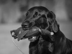 Vincent and his dummy