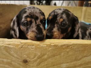 Another litter of beautiful puppies