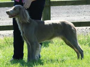 Rogue at The Weimaraner Association champ show