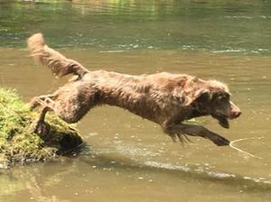 Freya enjoying a summer day at the river