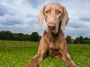 Tatze Weimaraners