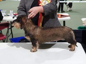Dory @ Ashbourne show 9 months old