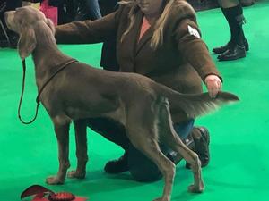Harry at his first Crufts