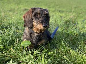Dory @ 7 months