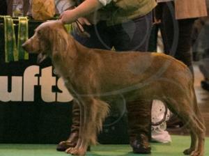Crufts 2017