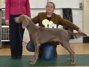 Harry after taking reserve best puppy in show