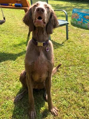Phoenix at 7 months