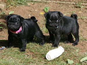 Martha's puppies