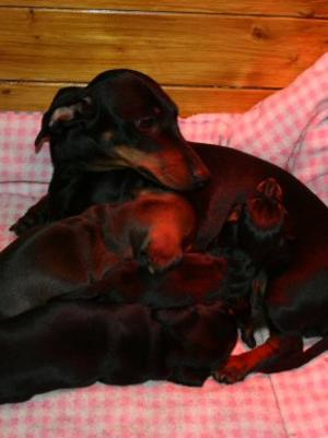 India with her puppies