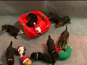 8 champion line Airedale puppies
