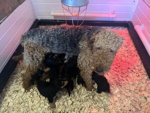 Lady dutchess of dales and pups