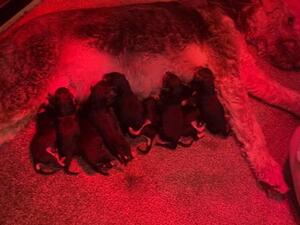 Coralita Champion line Airedale puppies