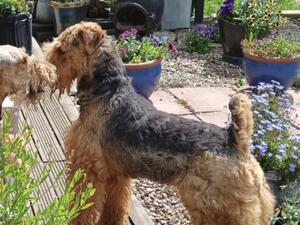 Rhauny princess of dales