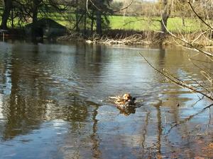 Water retrieve on a pricked Pheasant.