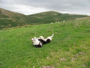 Isla enjoying life now retired from the show ring.