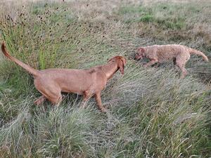 Piper and Jura pointing Rabbit.