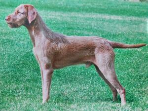 Best of breed photoshoot