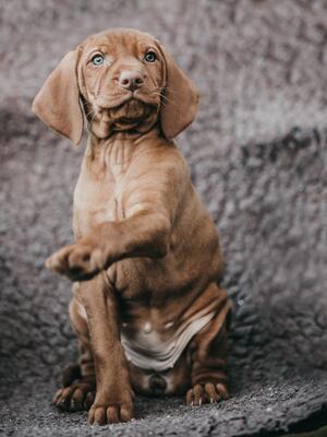 Jura at 7 weeks.