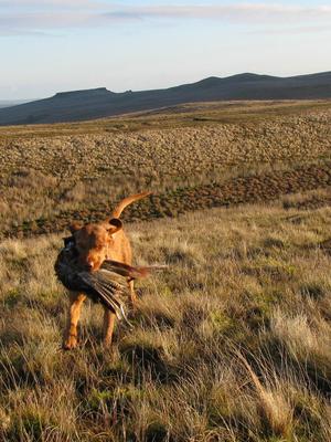 Cold game retrieve training.