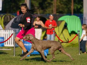 Royal Crown Trophy CACIB Romania 2023