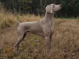 AMERICAN BOY Gray Arrow