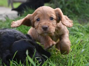 Red dog puppy