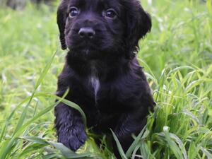 Black dog puppy 1