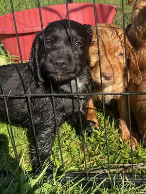 Black dog puppy 3