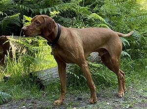 Copper Photo2