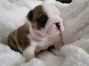 red and white boy at 4 weeks