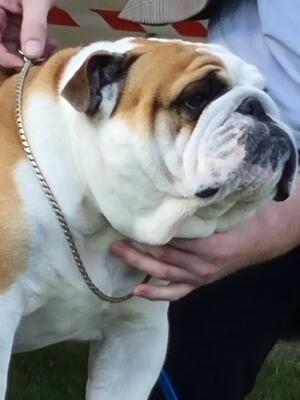 sire jack