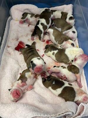teds litter of 10