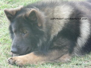 Losiradream