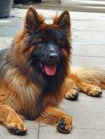 german shepherd puppies wirral