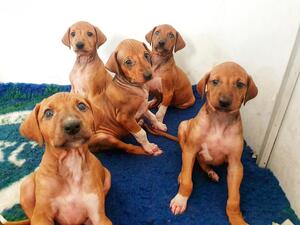 Current litter at 5 weeks