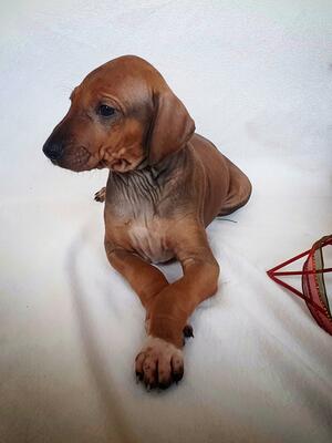 Current litter at 5 weeks