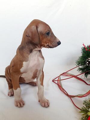 Current litter at 5 weeks