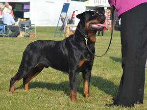 ROMEO 22 MONTHS