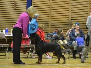 Dreamrott Down Under in Westlodge 5 Months
