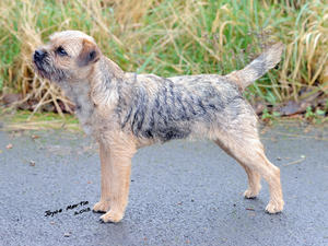 Tia at 6 months winning Best Puppy Bitch at Y, L C